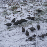 Mājas strazdi ziemā 13.marts 2020.g.