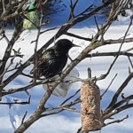 Mājas strazds 19.marts 2021.g.