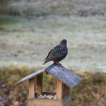 Mājas strazds 5.marts 2020.g.