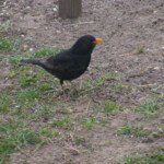 Melnais meža strazds 20.apr. 2020.g.