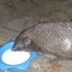 Mūsu ezim vakariņas 17.jūn.2015.g.