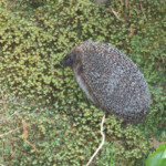 Mūsu lielais ezis 10.jūl. 2013.g.