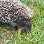 Mūsu mazais ežuks 6.apr. 2018.g.