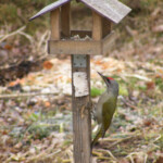 Zaļā dzilna 12.marts 2020.g.