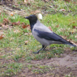 Pelēkā vārna 12. marts 2020.g.