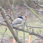 Pelēkā zīlīte 2.marts 2020.g.