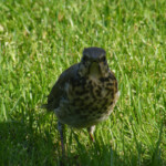 Pelēkais meža strazds