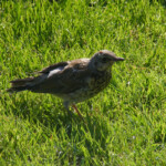 Pelēkais meža strazds