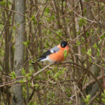 Sarkankrūtītis 19.apr. 2020.g.