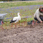 Sestdienas talka Daugmalē 26.apr. 2020.g.