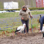 Sestdienas talka Daugmalē