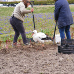 Sestdienas talka Daugmalē