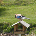 Sīlis 29.apr.2020.g.