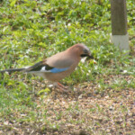 Sīlis 23.apr. 2021.g.