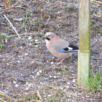 Sīlis 20.marts 2020.g.