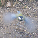 Lielā zīlīte 26.febr. 2020.g.