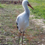 Svētelis 4.maijs 2020.g.