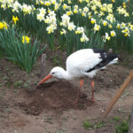 Svētelis 3.maijs 2020.g.