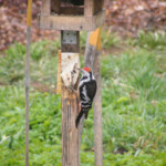 Vidējais dzenis 27.apr. 2021.g.