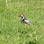 Vidējais dzenis vasarā