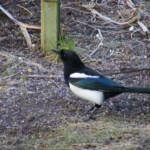 Žagatas kundze 5.marts 2020.g.