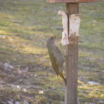 Pelēkā dzilna 18.marts 2021.g.