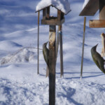 Pelēkās dzilnas 19.marts 2021.g.