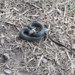 Zalktis aizsargājas