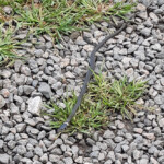 Zalktītis vēl maziņš