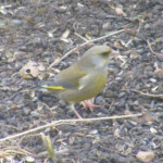 Zaļžubīte 26.febr.2020.g.