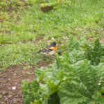 Ziemas žubīte 27.apr.2021.g.