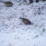 Ziemas žubīte 13.marts 2020.g.