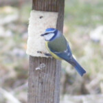 Zilzīlīte 1.marts 2020.g.