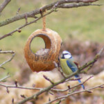 Zilzīlīte 26.febr. 2020.g.