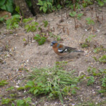 Žubīte 26.apr. 2020.g.