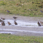 Zvirbuļi plunčājas 1.marts 2020.g.