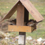 Zvirbuļiem brokastis 2.marts 2020.g.