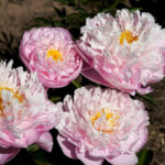 Pink Charmer