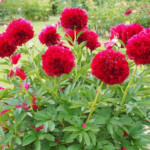 Red Grace